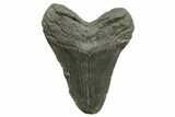 Fossil Megalodon Tooth - South Carolina #374681-2